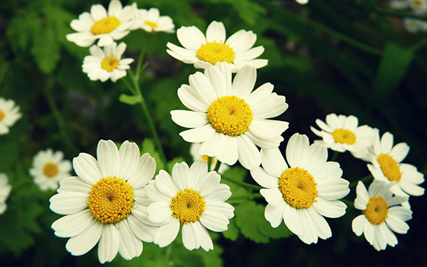 Dutch Tana daisy bring innocent and pure beauty