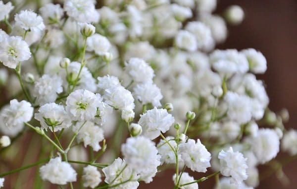 Pure white baby flower