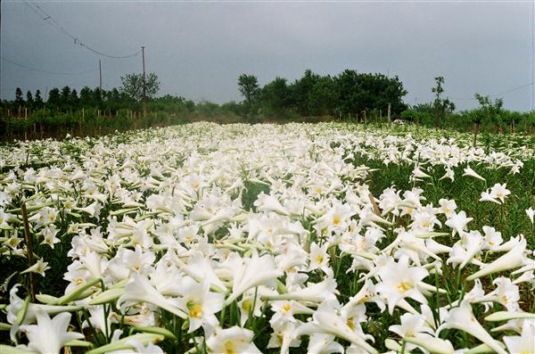 Images of liliums are filled with flowers