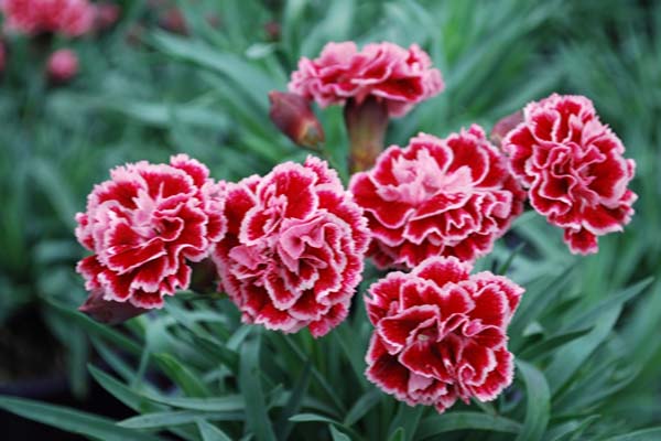 Carnation flower
