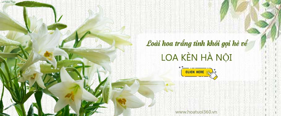 Hoa loa ken