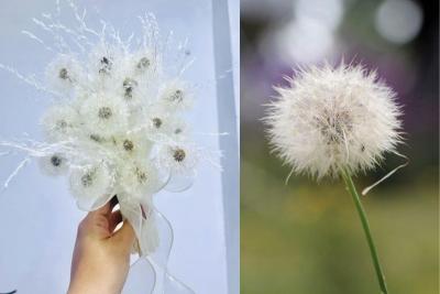 11 flowers that mean freedom, free spirit and peace