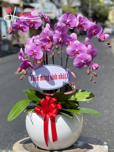 Pink phalaenopsis flower pot - Sunshine on the porch