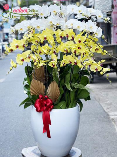 Phalaenopsis orchid pot - For you