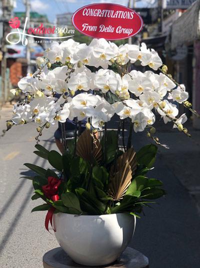 White phalaenopsis orchid pot - White clouds