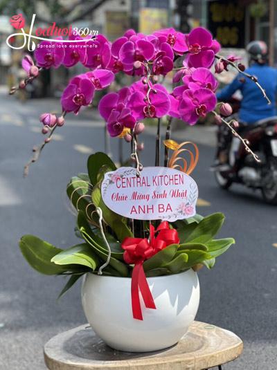 Purple phalaenopsis pot - Dawn