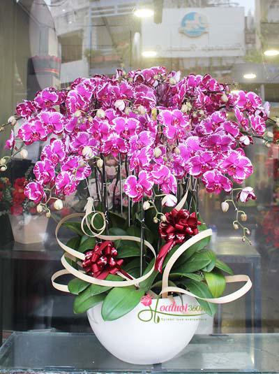 Ravishingly beautiful mutant phalaenopsis orchid pots