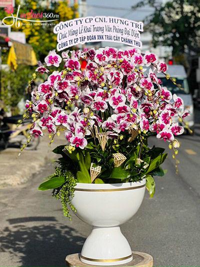 Mutant phalaenopsis pot - Unite