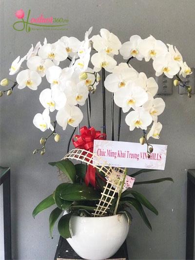 The most popular phalaenopsis pot