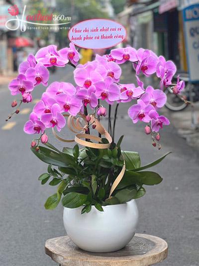 Pink phalaenopsis orchid pot - Surprise