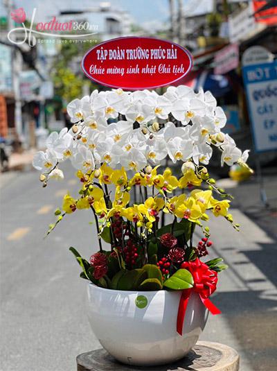 Phalaenopsis orchid pot - Loving family