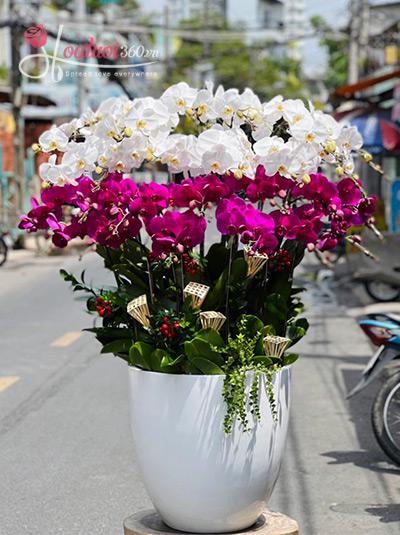 Phalaenopsis orchid pot - Fortune