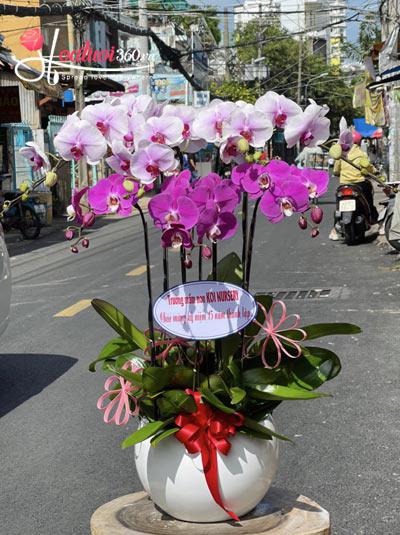 Phalaenopsis orchid pot - Sing for you