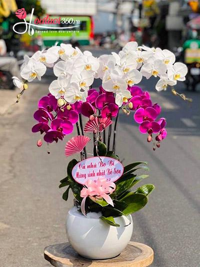 Phalaenopsis orchid pot - Joyful
