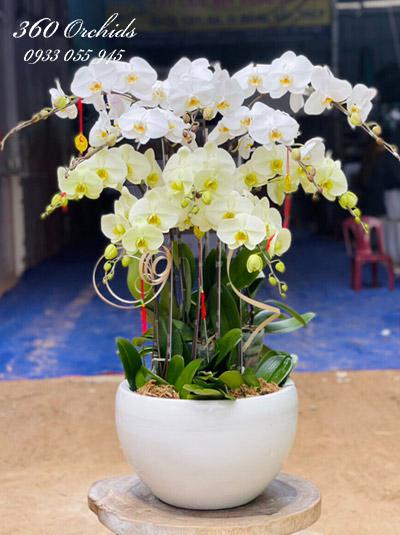 Phalaenopsis orchid pot - Summer day