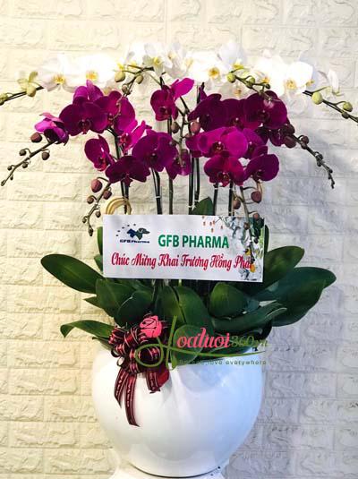 Phalaenopsis orchid pot - Give to a partner