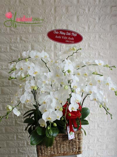 Mini white phalaenopsis orchid pot - The joy of handing over