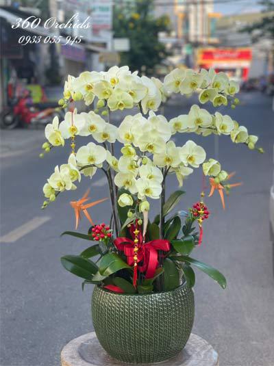 Yellow phalaenopsis orchid pot - Lucky New Year