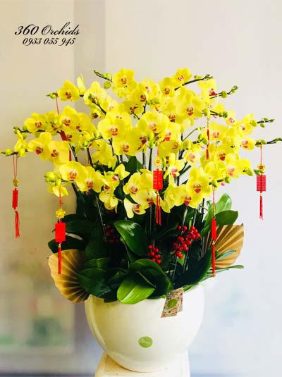 Yellow phalaenopsis orchid pot - Strong