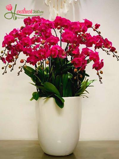 Purple phalaenopsis orchid pot - Thousand joys