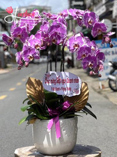 Mutant purple phalaenopsis orchid pot - A New Year's Eve