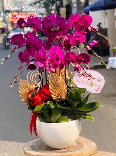 Purple phalaenopsis orchid pot - The song