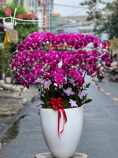 Purple phalaenopsis orchid pot - Peaceful day