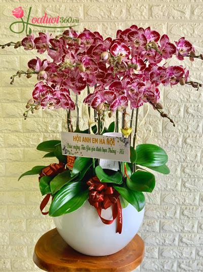 Purple phalaenopsis orchid - Youth together