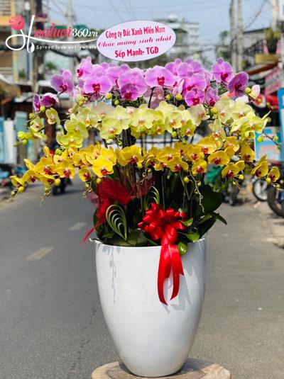 Phalaenopsis orchid pot - Love song