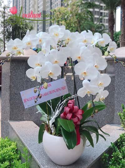 White phalaenopsis orchid pot with 5 branches