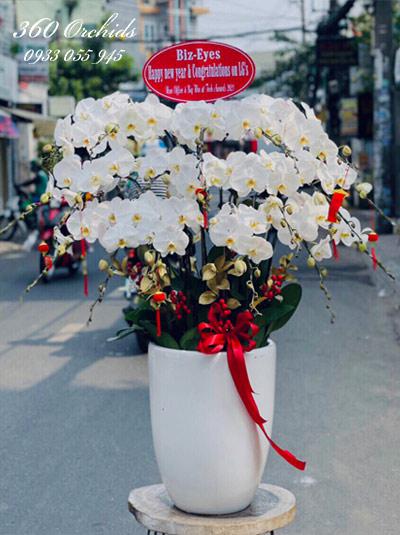 White phalaenopsis pot - The call of spring