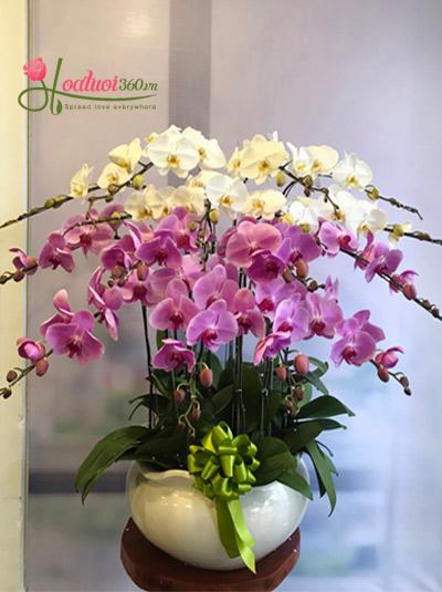 Phalaenopsis orchid pot - Lovely purple