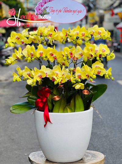 Yellow phalaenopsis orchid pot - Aura