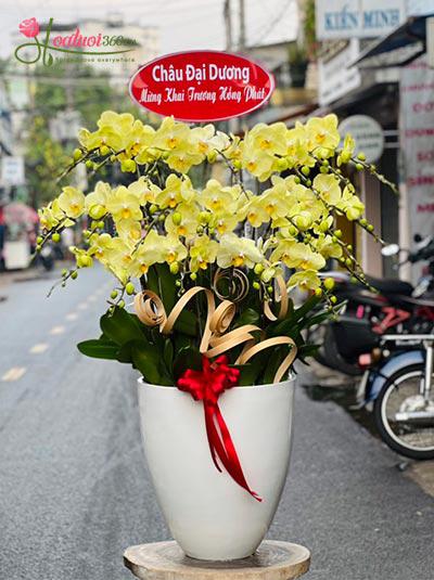 Yellow phalaenopsis orchid pot - Flavor