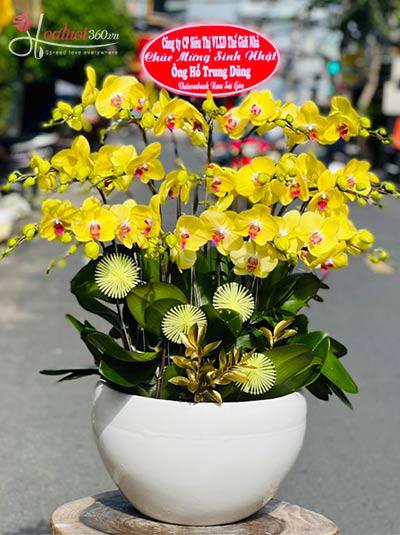 Yellow phalaenopsis orchid pot - Splendor