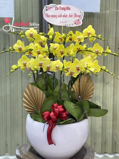 Yellow phalaenopsis orchid pot - Passion