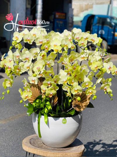Yellow phalaenopsis orchid pot - Joyful