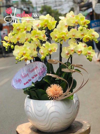 Yellow phalaenopsis orchid pot - Fortune