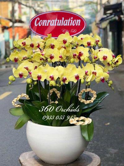 Yellow phalaenopsis orchid pot - Spring wishes
