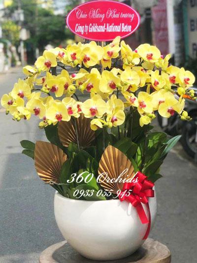Yellow phalaenopsis orchid pot - Twinkle