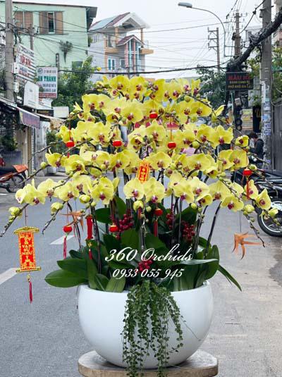 Yellow phalaenopsis orchid pot - Consternation