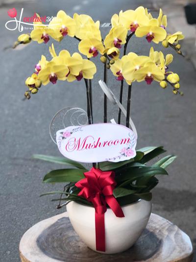 Yellow phalaenopsis orchid pot - Morning sun