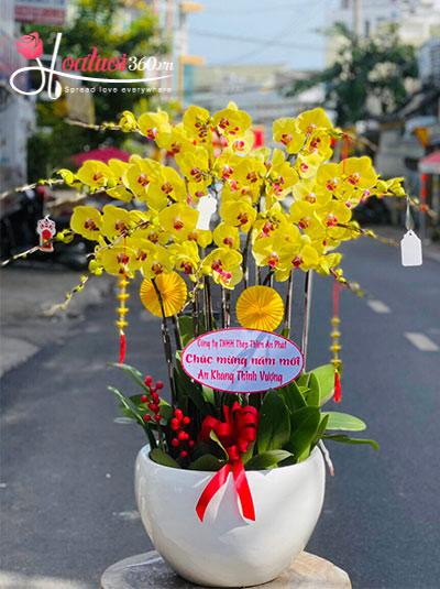 Yellow phalaenopsis orchid pot - Gorgeous