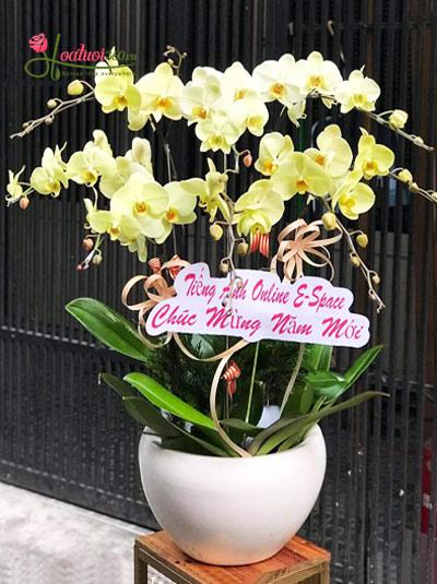 Yellow phalaenopsis orchid pot - Spring days