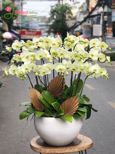 Beautiful avocado green phalaenopsis