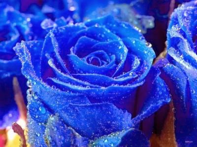 Địa chỉ học cắm hoa tại Vĩnh Long