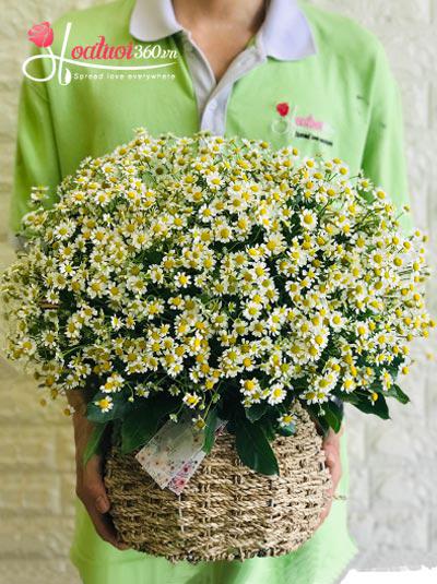 Tana daisies basket - Gentle