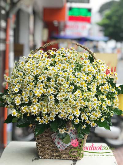 Tana daisies basket - Sweet dream