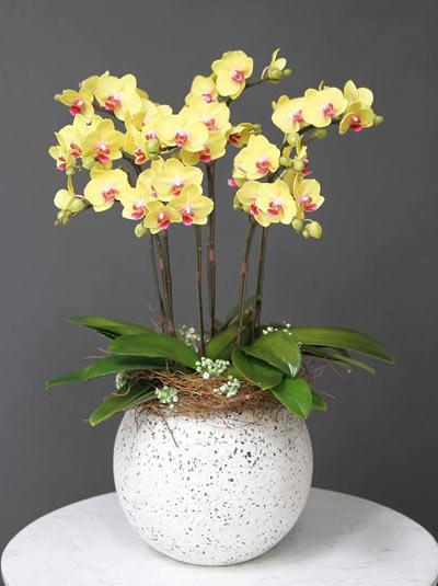 Hoa lan hồ điệp tặng người yêu, bạn gái ý nghĩa nhất