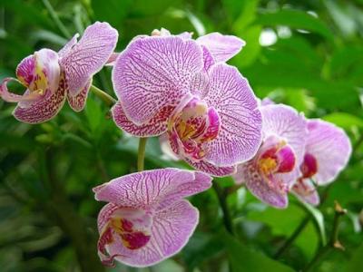 Làm sao giữ hoa lan ngày tết được lâu hơn?